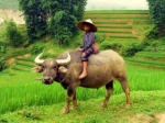 Cesta severním Vietnamem - 10 dní